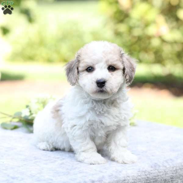Ryder, Bich-Poo Puppy